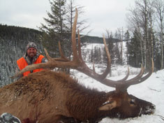 Bushnell Elk