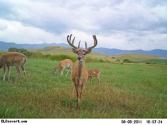 Big Buck Howell Buck 2011