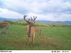 Big Buck Howell Buck 2011